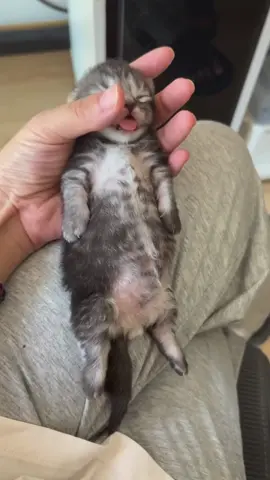 omg my shayla #cat #catbaby #kitten #cute #catlover 