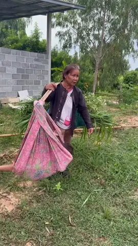 หลานกะต้องเอาหญ้ากะต้องหาให้วัวสู้ๆจ้า