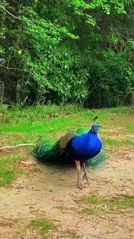 #peacock #dancer #bird #foru #animal 