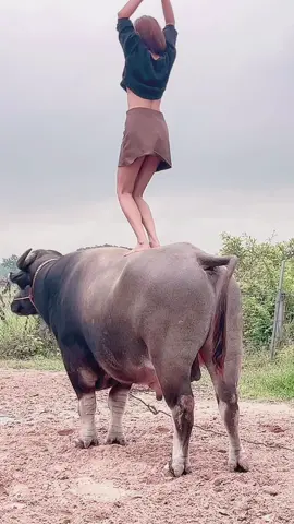 Dancing on the back of a buffalo #น้องควายฉลาดแสนรู้#viralvideo #viral?videotiktok #DCRFarm 