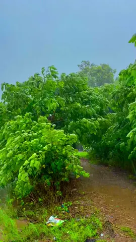 #گاؤں کا صبح کا نظارہ بارش سے 🌧️🌸🌾🍂میرا-سونا_ پنڈ_لنگے-ضلع -سیالکوٹ🌅🍃🌾❤️#shabanhaider1000✅🌱 #foryoupage #unfrezzmyaccount 