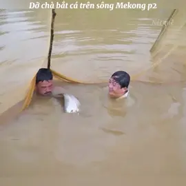 Dỡ chà bắt cá trên sông Mekong. #netque #nauan #monandanda #amthucmientay #monanmientay 