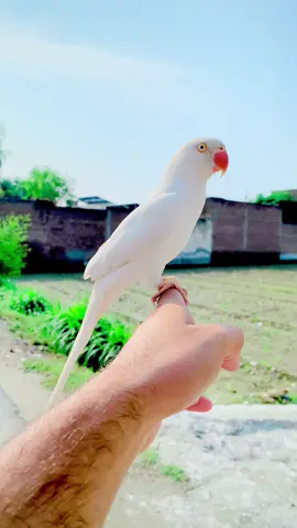 Masha Allah pure white 🙈😘#parrot #bolnewalatota #parrotslover #talkingparrot #thankstiktok @❤️🦜 Follow Parrot Lover's🦜❤️ 
