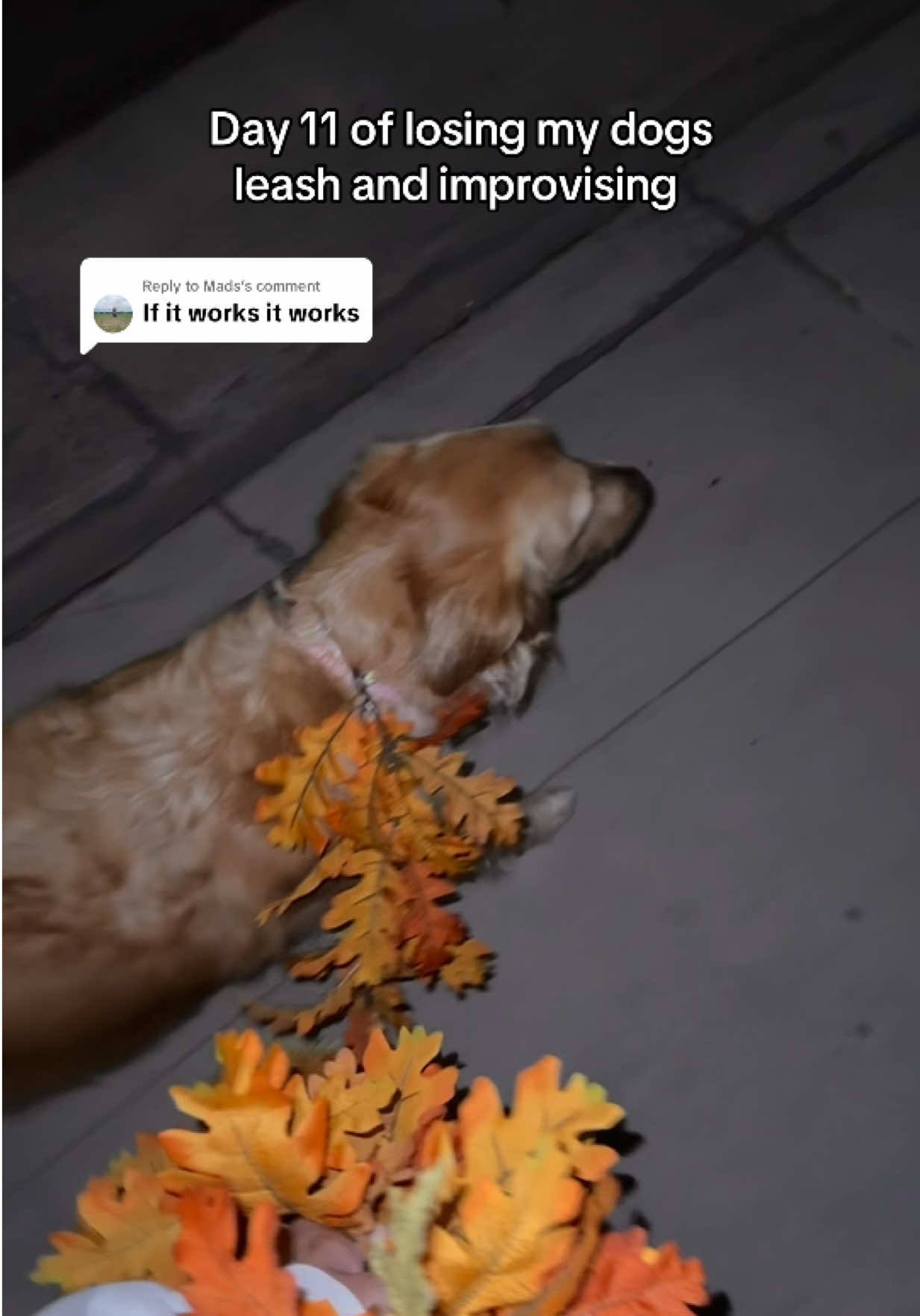Replying to @Mads if you see us, leaf us alone 🍁🍂✨😳  #dog #walk #goldenretriever #leaves 