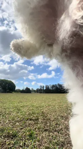 He took bad boy literally 🐕 #badboys #Running #challenge #hepeedonmyphone 