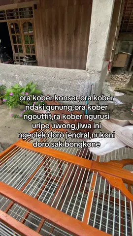 #teamatlassemarang #fypage #merpatikolongbebas #merpatilovers #merpatikolongindonesia 