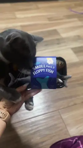 I told him I’ll get him fish… didn’t say it’d be this kind 🐟🤣 @Petgravity US 10/10 #cattoys #floppyfish #catlover #petmusthaves #catsoftiktok 