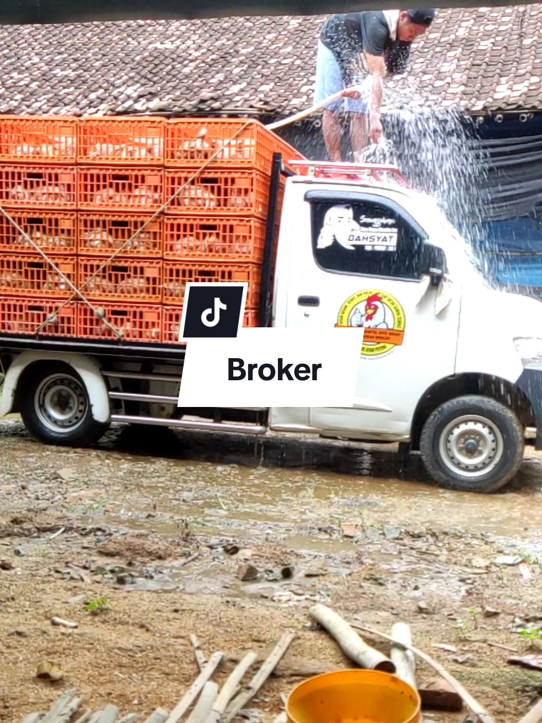 sitik demi sitik lama lama juga resik #ayambroiler #closehouse #peternakmuda #kandangayam #chicken 