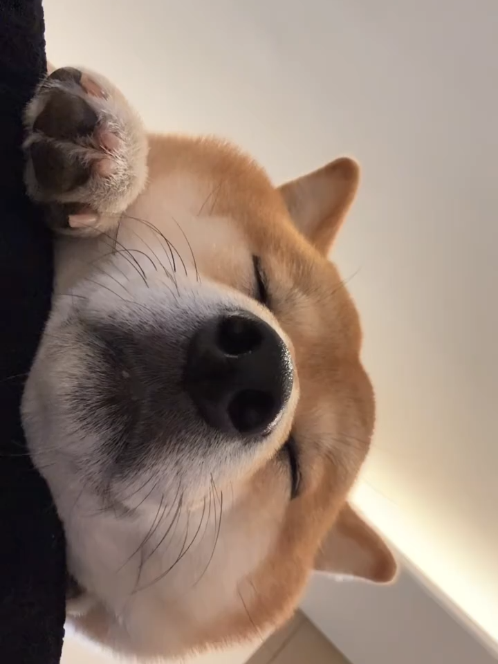 こんな私で、ネット恋愛は可能でしょうか？#puaintapet #puaintapetcare #犬のいる生活 #puainta #柴犬のいる生活 #柴犬のいる暮らし #puaintaskinspray #柴犬ライフ #柴犬（しばいぬ） #dog #しばいぬ #柴犬 #犬 #豆柴の大群 #豆柴