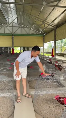 Sâm nuôi chế độ cho gà chai 50ml #yeuthuongdongvat #cachnuoiga #samnuoiga #nuoigachedo #baotondongvat 