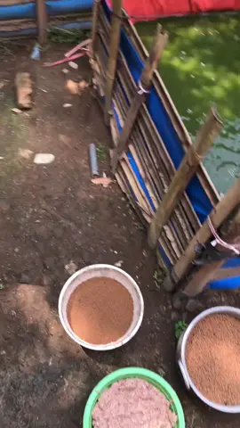 kalo tidak skrng kapan lagi🤙🏻#peternakmuda #peternaklele #pembisnismuda #lele 