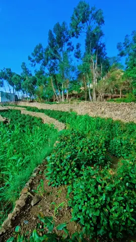 #ريمه_تعانق_أسحاب #مجرد________ذووووووق🎶🎵💞 #مناضر_ريمه_مزهر_جبل_بني_العامري #ترندتيك_توك_الطايف_اجواء_ممطره_خيال #جمال_ريمه 