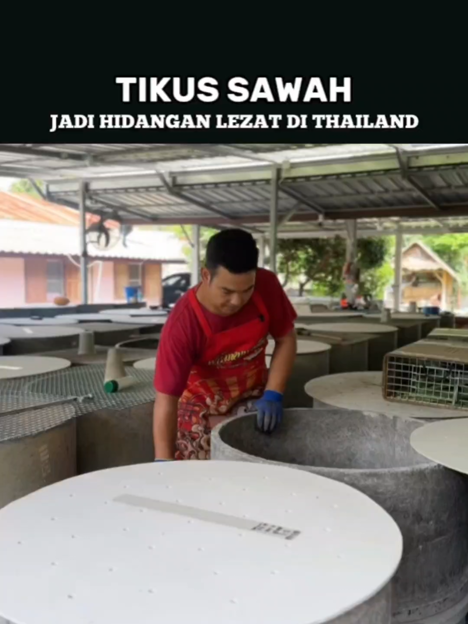 Tradisi unik Thailand: tikus sawah dipelihara, diolah, lalu jadi kuliner khas desa. #Thailand #KulinerUnik #Tradisi #TelusurBumi #faktamenarik 