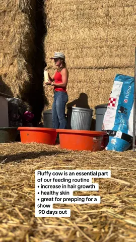Fluffy cows takes growing hair to the next level. We have seen great results and always have it on hand.  #melatonin #hairgrowth #hairgrowthtips #showcattle #supplements 