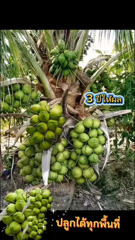 #เทรนด์วันนี้  #มะพร้าวพวงร้อย น้ำหอมพันธุ์เตี้ยปลูก 3 ปี ออกผลดกทั้งปี ลูกดก30-50 ลูกต่อทลาย มีรสชาติน้ำหวานกว่ามะพร้าวน้ำหอม ปลูกได้ทุกพื้นที่ไทย ใครที่มีไร่ นา สวน ว่าง แนะนำให้ปลูกมะพร้าวน้ำหอมพวงร้อย อายุการให้ผล 15-30 ปี เก็บผลผลิตทำรายได้ รายเดือน สนใจสั่งซื้อได้เลย