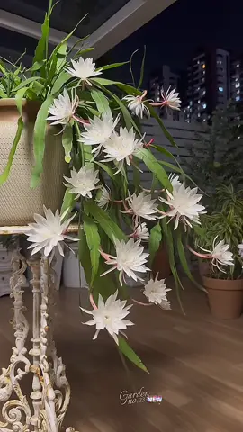 Hoa Quỳnh🌸🌸 loài hoa của sự thanh tao và bí ẩn 🌙✨ Chỉ nở rực rỡ trong khoảnh khắc ngắn ngủi về đêm, quỳnh nhắc ta trân trọng những điều đẹp đẽ, dù chỉ thoáng qua cũng đủ để lưu giữ mãi trong tim 💫🌸 #hoa #hoadep #hoacaycanh #caytrongnha #hoaquynh 