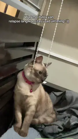 😭🫂 #motivation #catsoftiktok #relapsed #fyp