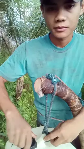 panen nira💦 dan Iris mengiris 💪cara sederhana menyadap pohon aren ini dilakukan sehari 2 kali pagi dan sore😁🙏 #video #reels #penyadaparen #pejuangrupiah 