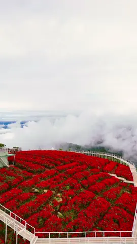 สวนดอกไม้ที่โอบกอดไปด้วยสายหมอก 🌫️🌸#ยิ่งยงสวนดอกไม้ #yingyongflowergarden #ม่อนแจ่ม #เชียงใหม่ #สวนดอกไม้ #ม่อนแจ่มเชียงใหม่ #ดอกไม้ #แสงเช้า #แสงเย็น🌅🎶😊 #ไทยแลนด์ #thailand🇹🇭 #chiangmai #สวนดอกไม้บนดอย #ดอยม่อนแจ่ม #ดอย 