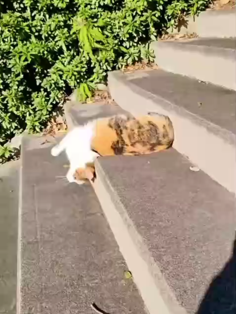 lelah, letih, lesu😭 https://vt.tiktok.com/ZSANSrxfn/?page=Mall #fyp #fypage #4u #viral #xybca #xyzbca #hewanlucu #hewan #duniabinatang #duniahewan #funnyanimals #funnyvideos #funny #multiherbalku #randomvideo #kucing #kucinglucu @multiherbalku.id