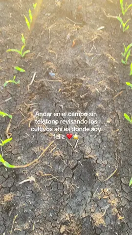#agricultura🚜🌱 #viraltiktok #feliz #campo 
