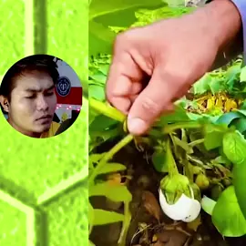 အဂင့်မွန်းငါ