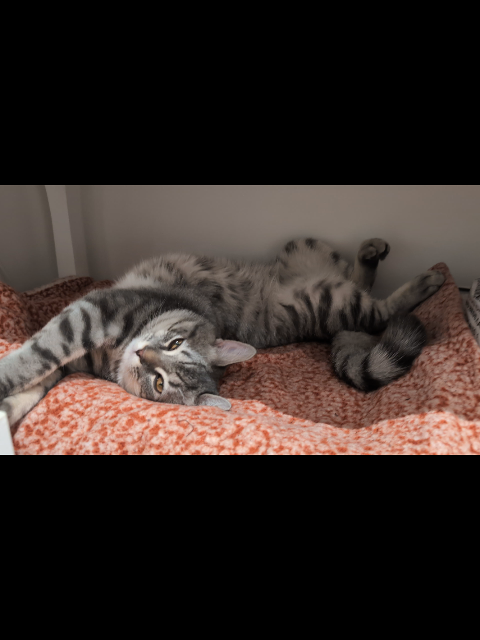 #catlover #funnycat #wakeup #😻😻😻#saajungapeforyou 