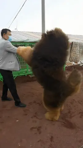 #tibetanmastiff #藏獒 I am the owner of the Chinese famous Tibetan Mastiff, Tianci Wudi. Thank you all for your attention!