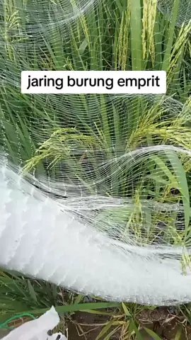 jaring burung melindungi tanaman padi dari hama burung  #jaringburung #padisawah #hamaburung #petaniindonesia🇮🇩🇮🇩🇮🇩🌿🌿 #pyfツ 