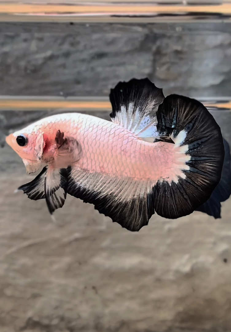 Putih daging rim hitam, THE REAL BLACK RIM🥵🔥 #ziybettafish #blackrim 