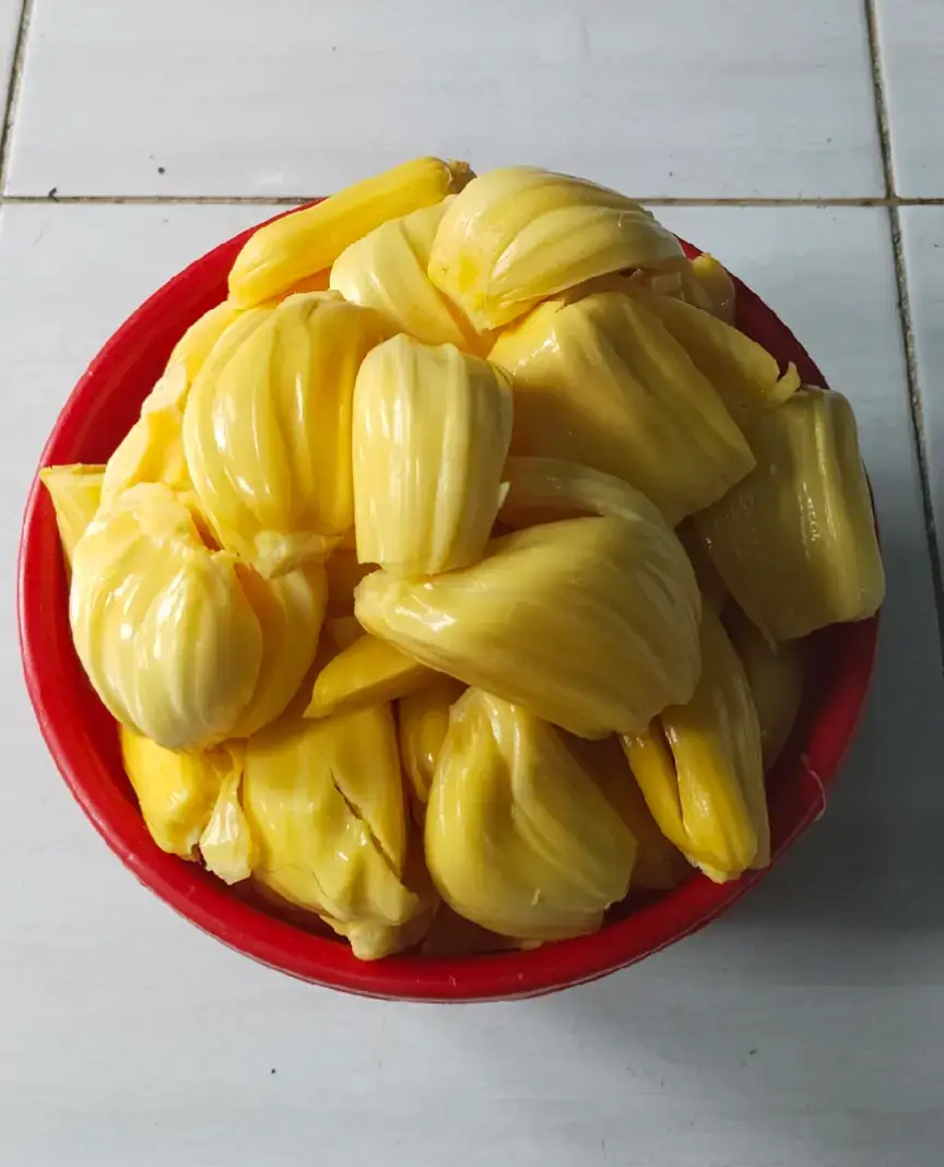 Buah yang memiliki bentuk besar, dengan kulit buahnya yang Bergerigi, dengan aroma harum yang khas ketika masak.  Satu buah nangka bisa berisi puluhan biji buah di dalamnya. Ketika masak buahnya berwarna kuning mengkilat dan aroma baunya harum tajam.  Hampir semua orang menyukai rasanya yang manis dan tekstur buahnya yang lunak.  Buah nangka bisa dimakan begitu saja, atau diolah menjadi berbagai cemilan yang lezat.  Dari mulai diolah menjadi keripik nangka hingga diolah menjadi dodol nangka. Buah nangka tidak kenal musim, Dan hampir di semua daerah ada pohon nangka.  #pohonnangka #buahnangka #nangkamasakpohon #keripiknangka #dodolnangka 