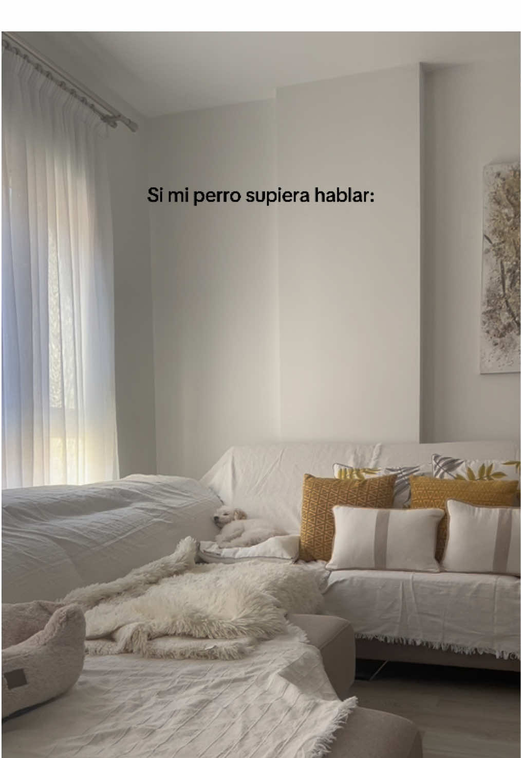 🩵 #fypシ #fypシ゚viral #canichetoy #dog #paratí 