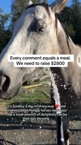 Every comment equals a meal. We need to raise $2800#fyp #horselovers #secondchancehorses 