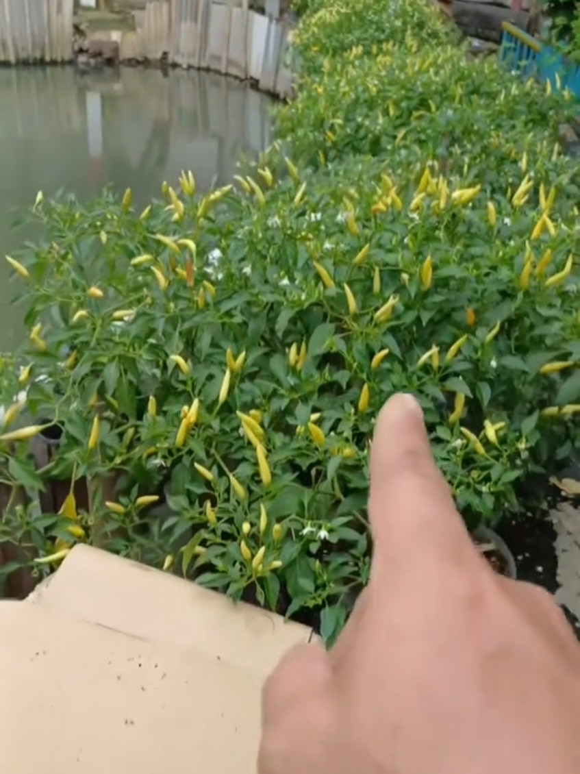 #tanaman #bunda #hobby #farm #chili 