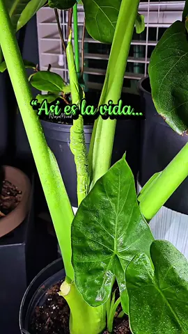 El crecimiento lleva tiempo, pero la paciencia siempre da frutos 💚🌱 #NayeMued #ReflexionesVerdes #PlantasQueInspiran #AmorPorLasPlantas #VidaNueva 