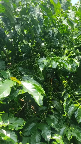 #xuhuong #trending #nông dân #ca phê đa thân thả ngọn #coffee 