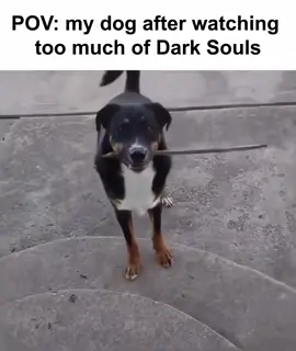 Stay in another room plz #eldenring #darksouls #darksoulsmemes #darksoulsmeme 