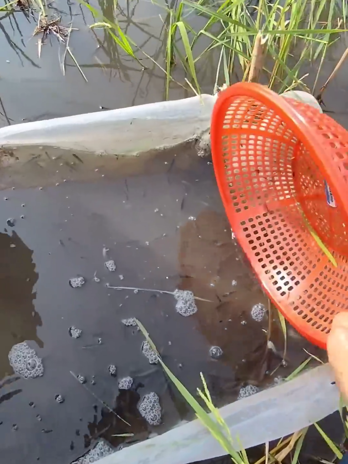 #fishingtiktoks #fishing #bigfish #fishingtips #fishinglife 