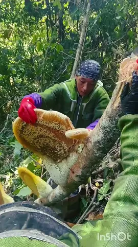 Wild Honey Harvest from Tree 🍯 | Natural Honeycomb Collection #honey 