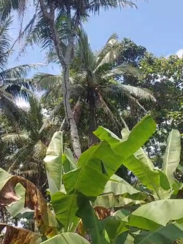 subhanallah kuasa Alloh tak ada yg takmungkin @pohonkelapanercabang4