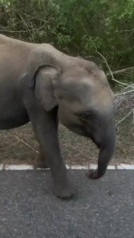 මරු අමමා 🥹💚 #creatorsearchinsights #humansforwildanimals #elephantlovers #foryou #SaveSrilankanElephants 