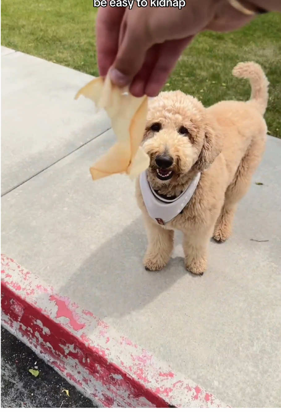 “Would my dog protect me… or the snacks? 🐕🍗”#fyp #dog #foryou #doglover 