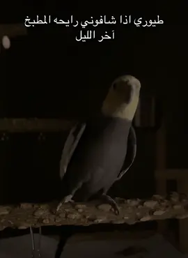 #نهار_وآخرون🐥 #طيور_الزينة 