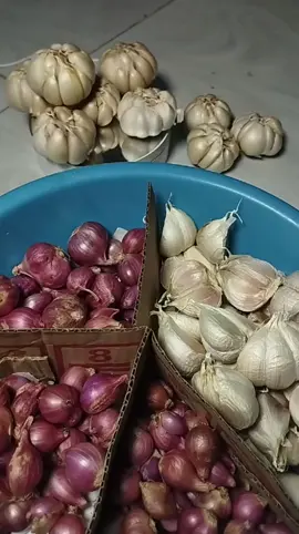 Dapatkan BAWANG PUTIH berkualitas! Bawangnya kering, cocok untuk berbagai masakan. Cek ulasan pembeli, timbangan dijamin pas!