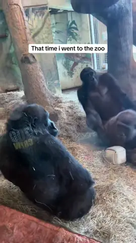 funny monkey😂🦴#monkey#fouryoupage#funny#fypシ#pets#