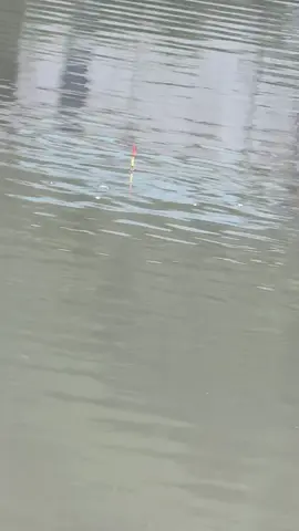Tăm chân phao mà phao ko động đậy gì thì xử lý cho nào hợp lý cc cần thủ nhỉ 🤣🤣#xuhuongtiktok #🎣🎣🎣 #dammecauca 