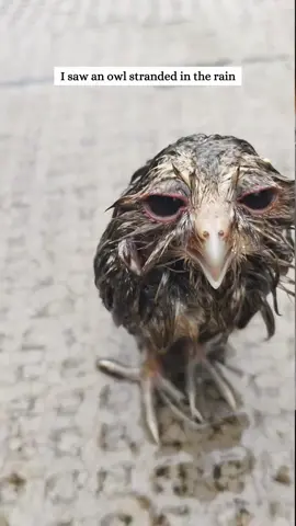 Rescue a poor owl and then #rescue #animals #fyp #animal #owl 