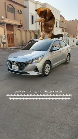 تعبت معهم وش الحل 😂😂😽#ريان_واقطع😝 #اكسنت2023 #نهب355 #Meme #MemeCut 