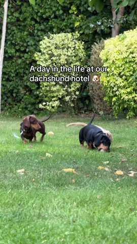 A day in the life at our dachshund hotel 🐶✨ 📍Paco’s Place Dachshund Hotel | Staffordshire, England  Follow us for more! #dachshundhotel #dachshundhoteluk #dachshundboardinguk #dachshunddaycarestaffordshire 