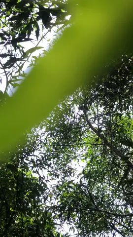 Cố nhặt mấy ổ nhỏ các bác để lại thôi. #🐝 #nhộngong #viraltiktok #xh #xhtiktok 